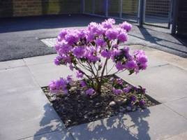 Azalea